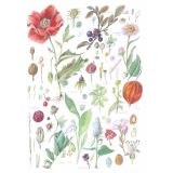 Card - Wildflowers by Anna Pignataro