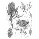 Card - Native Beauties by Anna Pignataro