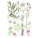 Card - Herbs & Flowers by Anna Pignataro