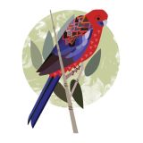 Card - Rosella by Bronwyn Seedeen