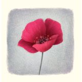 Card - Pink Poppy by Caroline McPherson