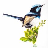 Card - Blue Wren by Clem Thompson