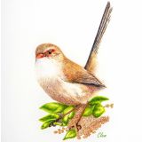 Card - Fairywren by Clem Thompson