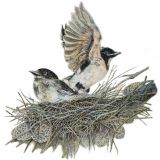 Card - Willy Wagtails in a Nest by Clem Thompson
