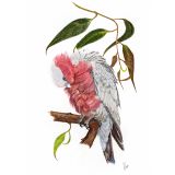 Card - Pink Galah by Clem Thompson