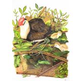 Card - Jacana by Clem Thompson
