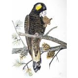 Card - Black Cocky Eating a Pinecone by Clem Thompson