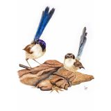 Card - Fairywrens by Clem Thompson