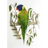 Card - Rainbow Lorikeet by Clem Thompson