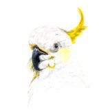 Card - White Cockatoo by Clem Thompson