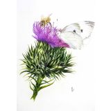 Card - Bee & White Butterfly by Clem Thompson