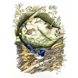 Card - Fairywrens in a Garden by Clem Thompson