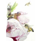 Card - Bees & Flowers by Clem Thompson