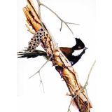 Card - Eastern Whipbird by Clem Thompson
