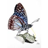 Card - Blue Butterfly by Clem Thompson