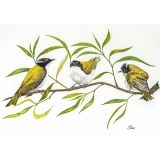 Card - Three Black-capped Apalis by Clem Thompson