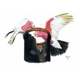 Card - Galah's Eating by Clem Thompson