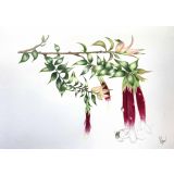 Card - Fuchsias by Clem Thompson