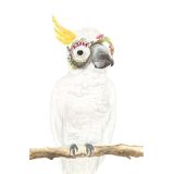 Card - Cockatoo Wearing Glasses by Chelsea Tobin