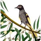 Card - Honeyeater by Deb Hudson