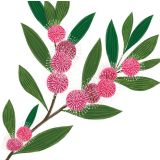 Card - Pincushion Hakea by Deb Hudson