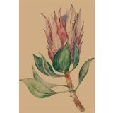 Card - Protea by Studio Nuovo