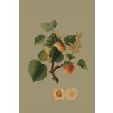 Card - Peaches by Studio Nuovo