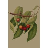 Card - Cherries by Studio Nuovo