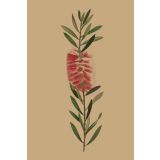 Card - Callistemon Pink Champagne by Studio Nuovo