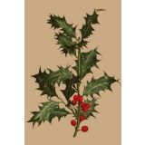 Card - Holly by Studio Nuovo