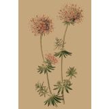 Card - Dandelions by Studio Nuovo