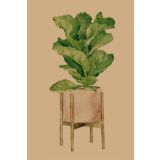 Card - Fiddle Leaf Plant by Studio Nuovo