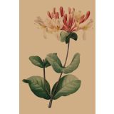 Card - Pink & Hot Pink Flowers by Studio Nuovo