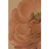 Card - Peach Profusion by Studio Nuovo