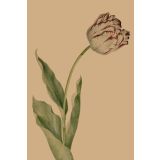 Card - White & Purple Tulip by Studio Nuovo