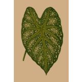 Card - Big Green Leaf by Studio Nuovo