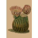 Card - Pink Cactus by Studio Nuovo