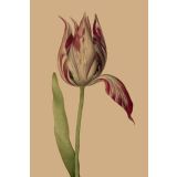 Card - White & Purple Tulip by Studio Nuovo