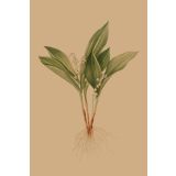 Card - Plant Pulled From Soil by Studio Nuovo