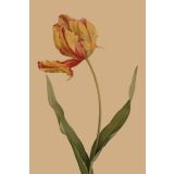 Card - Orange & Red Tulip by Studio Nuovo