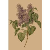 Card - Purple Hydrangeas by Studio Nuovo