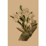 Card - White & Yellow Orchids by Studio Nuovo