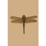 Card - Dragonfly by Studio Nuovo