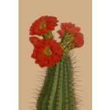 Card - Red Cactus by Studio Nuovo