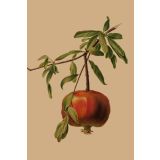 Card - Pomegranate by Studio Nuovo