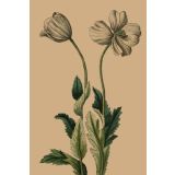 Card - Opium Poppy by Studio Nuovo