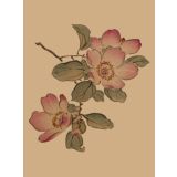 Card - Pink Magnolia by Studio Nuovo