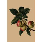 Card - Apple Tree by Studio Nuovo