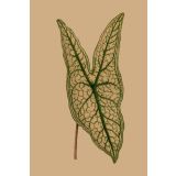 Card - Large Caladium Belleymel Leaf by Studio Nuovo