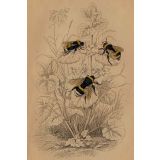 Card - Three Bees by Studio Nuovo